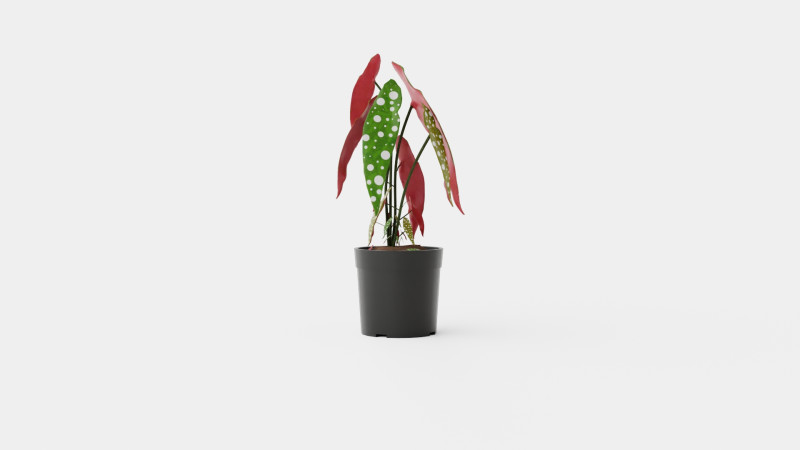 Begonia maculata 3D Model .c4d .max .obj .3ds .fbx .stl .blend 
