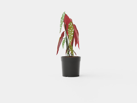 Begonia maculata 3D Model