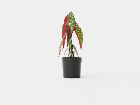 Begonia maculata 3D Model