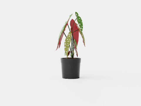 Begonia maculata 3D Model