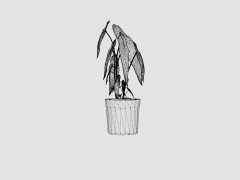 Begonia maculata 3D Model
