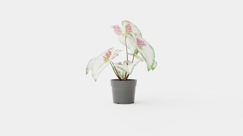 Caladium 3D Model .c4d .max .obj .3ds .fbx .stl .blend 