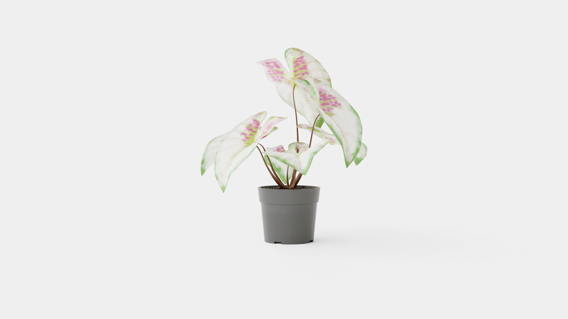Caladium 3D Model .c4d .max .obj .3ds .fbx .stl .blend 