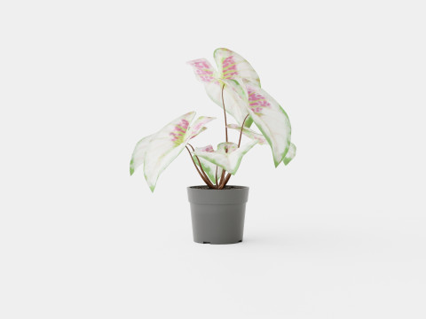 Caladium 3D Model