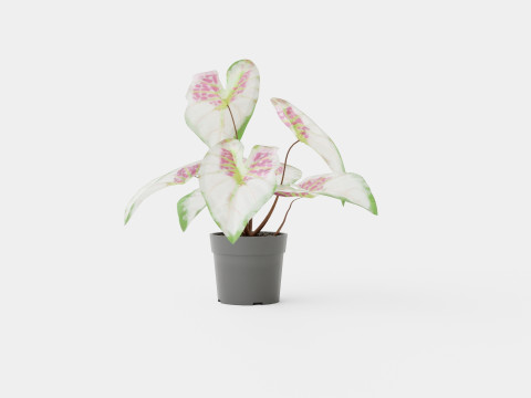 Caladium 3D Model