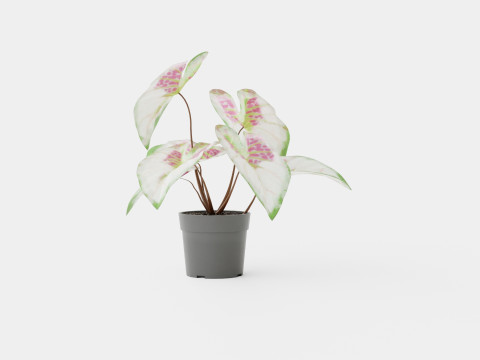 Caladium 3D Model
