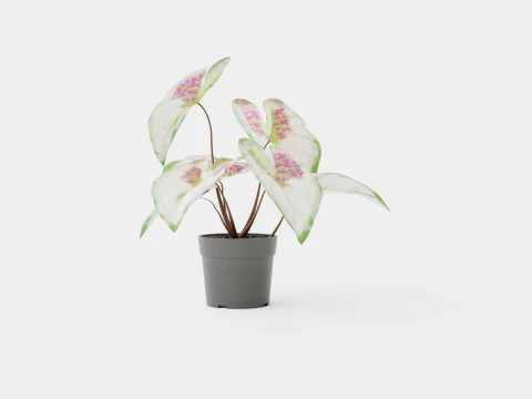 Caladium 3D Model