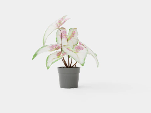 Caladium 3D Model