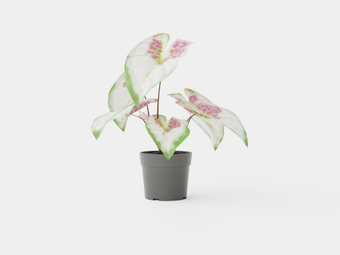 Caladium 3D Model