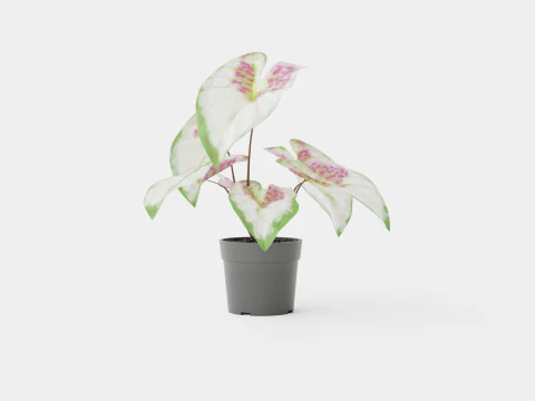 Caladium 3D Model