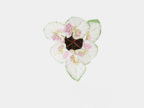 Caladium 3D Model