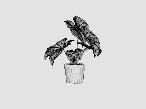 Caladium 3D Model