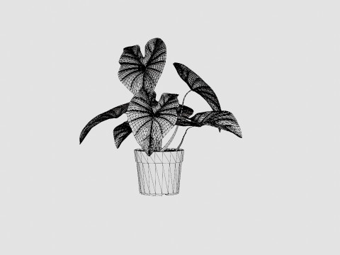 Caladium 3D Model