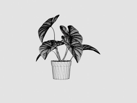 Caladium 3D Model