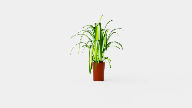 Chlorophytum varigata Model 3D .c4d .max .obj .3ds .fbx .stl .blend 