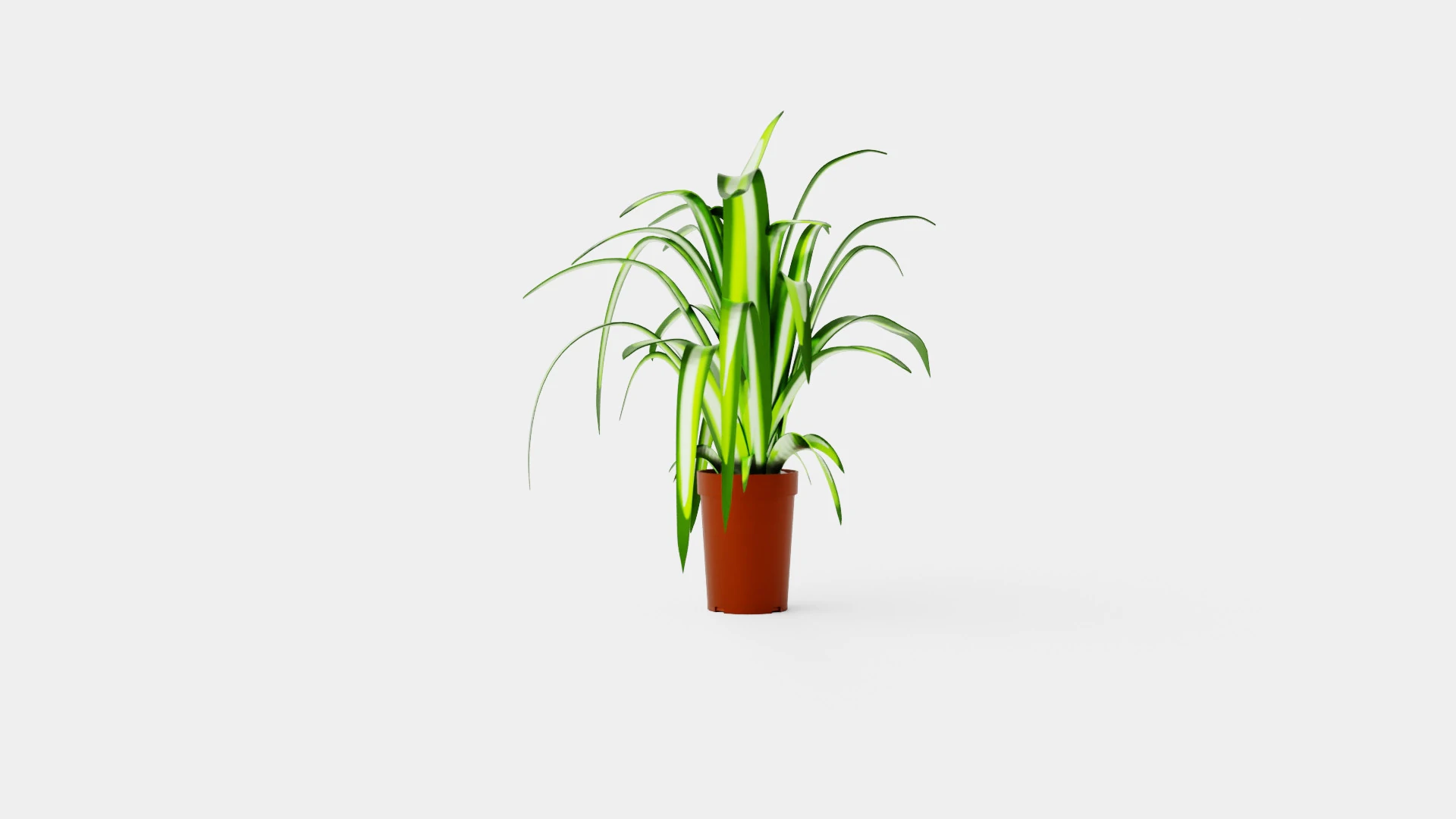 Chlorophytum varigata 3D Model .c4d .max .obj .3ds .fbx .stl .blend 