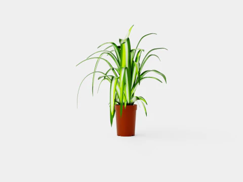 Chlorophytum varigata 3D Model