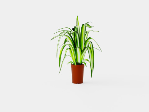 Chlorophytum varigata Model 3D