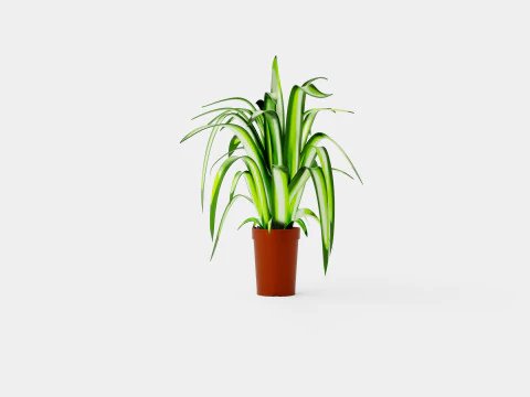 Chlorophytum varigata 3D Model