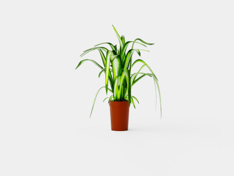 Chlorophytum varigata Model 3D
