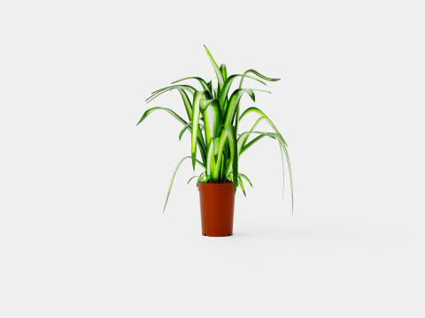 Chlorophytum varigata 3D Model