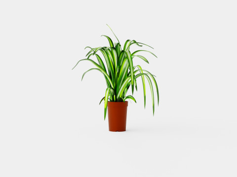 Chlorophytum varigata Model 3D