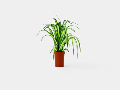Chlorophytum varigata 3D Model