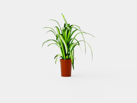 Chlorophytum varigata Model 3D
