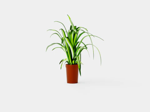 Chlorophytum varigata 3D Model