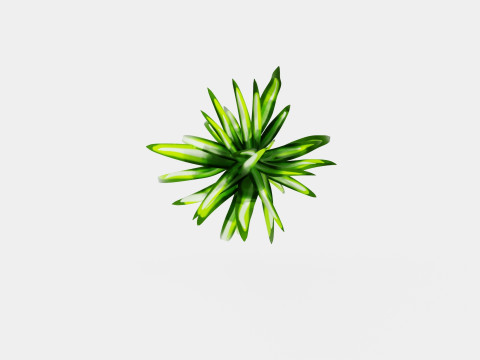 Chlorophytum varigata Model 3D
