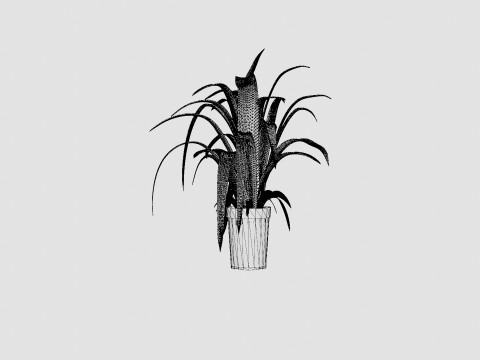 Chlorophytum varigata Model 3D