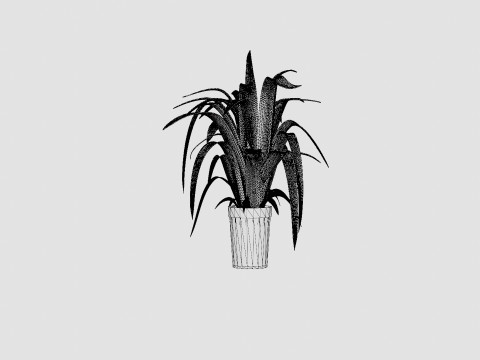 Chlorophytum varigata Model 3D
