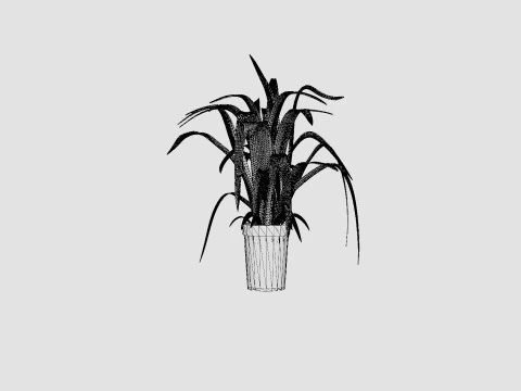 Chlorophytum varigata 3D Model