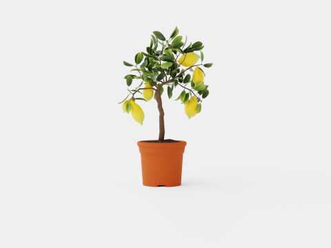 Citrus Lemon stem 3D Model