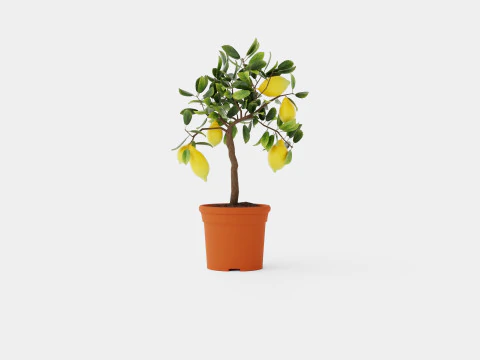 Citrus Lemon stem 3D Model
