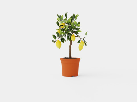 Citrus Lemon stem 3D 模型