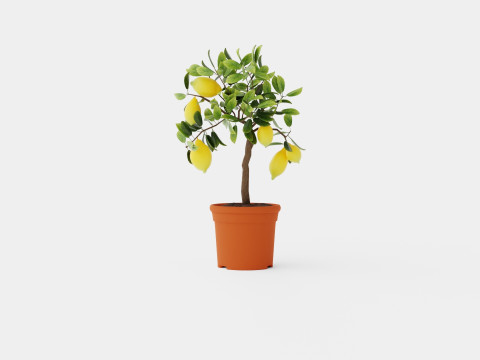 Citrus Lemon stem 3D 模型