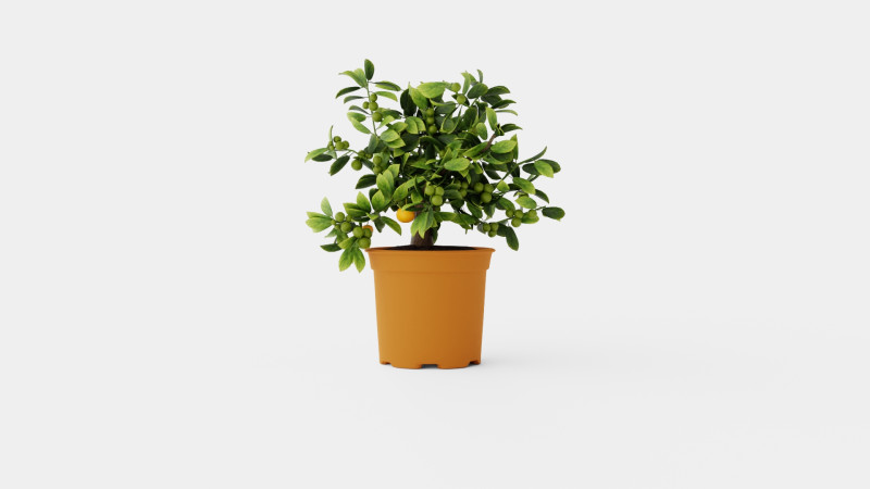 Citrus Calamondin 3D 모델 .c4d .max .obj .3ds .fbx .stl .blend 