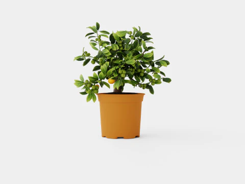 Citrus Calamondin 3D Model