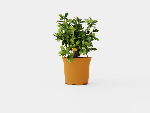 Citrus Calamondin 3D 모델