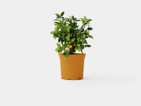 Citrus Calamondin 3D Model