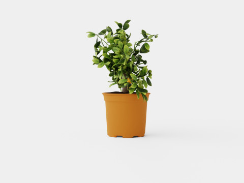 Citrus Calamondin 3D 모델