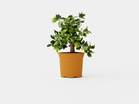 Citrus Calamondin 3D 모델