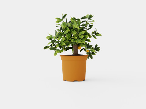 Citrus Calamondin 3D 모델