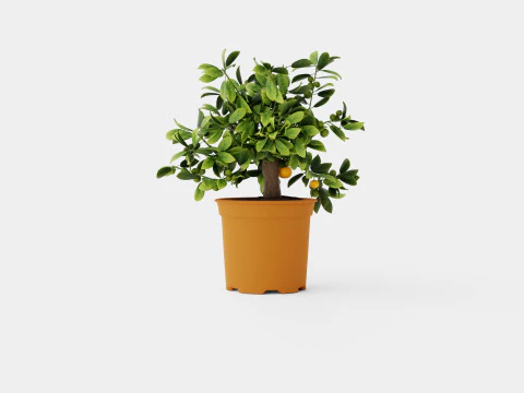 Citrus Calamondin 3D Model