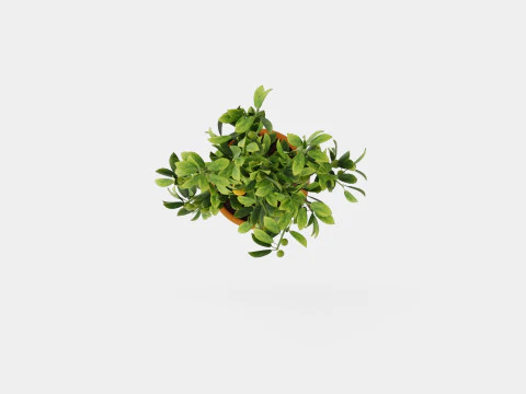 Citrus Calamondin 3D Model