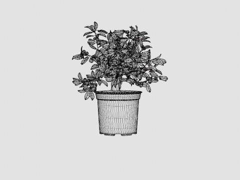 Citrus Calamondin 3D 모델