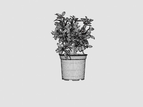 Citrus Calamondin 3D 모델