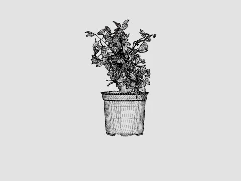 Citrus Calamondin 3D Model
