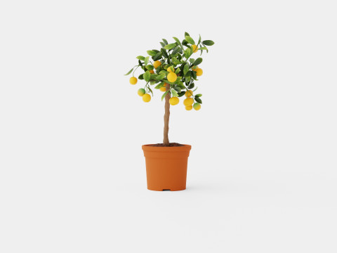Citrus Calamondin stem 3D Model